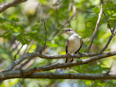 <i class='fa fa-user'></i>&nbsp;Paul van Giersbergen&nbsp;|   Witvleugeltriller&nbsp; <i class='fa fa-eye'>&nbsp;167</i> &nbsp; <i class='fa fa-comment-o'>&nbsp;1</i>