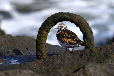 <i class='fa fa-user'></i>&nbsp;Gerard Visser&nbsp;|   Steenloper&nbsp; <i class='fa fa-eye'>&nbsp;525</i> &nbsp;<i class='fa fa-thumbs-up'>&nbsp;18</i> &nbsp; <i class='fa fa-comment-o'>&nbsp;23</i>