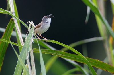 <i class='fa fa-user'></i>&nbsp;Kees de Jager&nbsp;|   Roestprinia&nbsp; <i class='fa fa-eye'>&nbsp;194</i> &nbsp; <i class='fa fa-comment-o'>&nbsp;1</i>