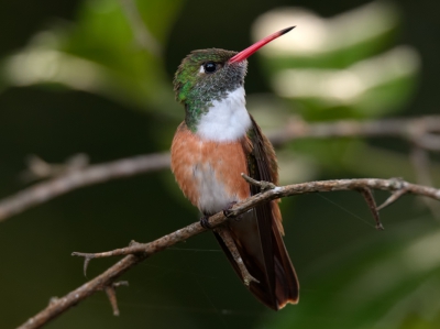 <i class='fa fa-user'></i>&nbsp;David Spelt&nbsp;|   Lessons Amazilia&nbsp; <i class='fa fa-eye'>&nbsp;323</i> &nbsp;<i class='fa fa-thumbs-up'>&nbsp;4</i> &nbsp; <i class='fa fa-comment-o'>&nbsp;3</i>