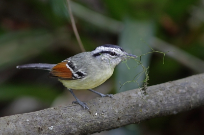 <i class='fa fa-user'></i>&nbsp;Brasil&nbsp;|   Roodvleugelmiersluiper&nbsp; <i class='fa fa-eye'>&nbsp;244</i> &nbsp;<i class='fa fa-thumbs-up'>&nbsp;1</i> &nbsp; <i class='fa fa-comment-o'>&nbsp;3</i>