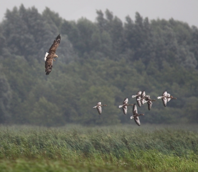 <i class='fa fa-user'></i>&nbsp;thijsglastra&nbsp;|   Zeearend&nbsp; <i class='fa fa-eye'>&nbsp;729</i> &nbsp;<i class='fa fa-thumbs-up'>&nbsp;11</i> &nbsp; <i class='fa fa-comment-o'>&nbsp;15</i>