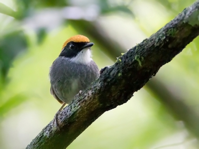 <i class='fa fa-user'></i>&nbsp;charlysax&nbsp;|   Zwartwangmuggeneter&nbsp; <i class='fa fa-eye'>&nbsp;175</i> &nbsp; <i class='fa fa-comment-o'>&nbsp;1</i>