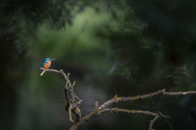 <i class='fa fa-user'></i>&nbsp;Hans Overduin&nbsp;|   IJsvogel&nbsp; <i class='fa fa-eye'>&nbsp;613</i> &nbsp;<i class='fa fa-thumbs-up'>&nbsp;22</i> &nbsp; <i class='fa fa-comment-o'>&nbsp;15</i>