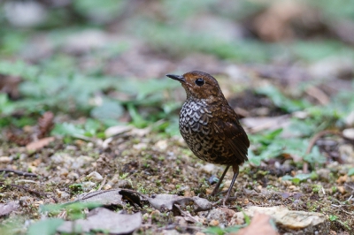 <i class='fa fa-user'></i>&nbsp;Kees de Jager&nbsp;|   Mospnoepyga&nbsp; <i class='fa fa-eye'>&nbsp;183</i> &nbsp;<i class='fa fa-thumbs-up'>&nbsp;1</i> &nbsp; <i class='fa fa-comment-o'>&nbsp;1</i>