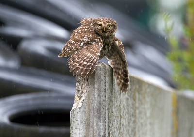 <i class='fa fa-user'></i>&nbsp;vanmarle&nbsp;|   Steenuil&nbsp; <i class='fa fa-eye'>&nbsp;354</i> &nbsp;<i class='fa fa-thumbs-up'>&nbsp;4</i> &nbsp; <i class='fa fa-comment-o'>&nbsp;3</i>