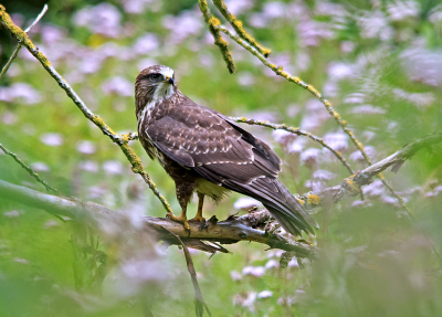 Tijdens een wandeling in een natuurgebied zag ik door de stuiken deze buizerd vrij laag op een tak zitten. Dit was 
een van de weinige keren dat ik van dichtbij een buizerd zag voor dat hij mij zag. Door een opening in de stuiken kon ik er een paar foto's van maken.