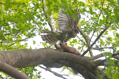 <i class='fa fa-user'></i>&nbsp;michiel schaap&nbsp;|   Havik&nbsp; <i class='fa fa-eye'>&nbsp;390</i> &nbsp;<i class='fa fa-thumbs-up'>&nbsp;1</i> &nbsp; <i class='fa fa-comment-o'>&nbsp;9</i>