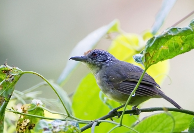 <i class='fa fa-user'></i>&nbsp;charlysax&nbsp;|   Vlekkeelmiervireo&nbsp; <i class='fa fa-eye'>&nbsp;162</i> &nbsp; <i class='fa fa-comment-o'>&nbsp;4</i>