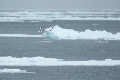 <i class='fa fa-user'></i>&nbsp;Frank Kremer&nbsp;|   Vorkstaartmeeuw&nbsp; <i class='fa fa-eye'>&nbsp;258</i> &nbsp; <i class='fa fa-comment-o'>&nbsp;3</i>