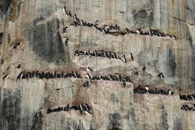 <i class='fa fa-user'></i>&nbsp;Frank Kremer&nbsp;|   Kortbekzeekoet&nbsp; <i class='fa fa-eye'>&nbsp;333</i> &nbsp;<i class='fa fa-thumbs-up'>&nbsp;4</i> &nbsp; <i class='fa fa-comment-o'>&nbsp;10</i>