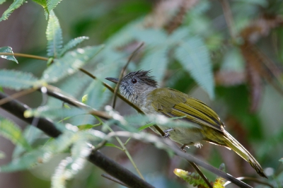 <i class='fa fa-user'></i>&nbsp;Kees de Jager&nbsp;|   Groenvleugelbuulbuul&nbsp; <i class='fa fa-eye'>&nbsp;160</i> &nbsp; <i class='fa fa-comment-o'>&nbsp;1</i>