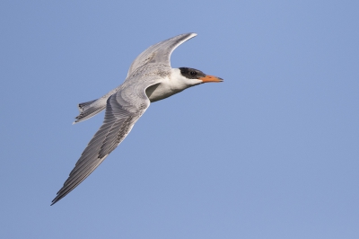 <i class='fa fa-user'></i>&nbsp;Peter Soer&nbsp;|   Reuzenstern&nbsp; <i class='fa fa-eye'>&nbsp;374</i> &nbsp;<i class='fa fa-thumbs-up'>&nbsp;2</i> &nbsp; <i class='fa fa-comment-o'>&nbsp;2</i>