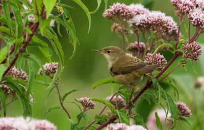 Nadat het zangertje lang tussen het riet scharrelde kwam hij heel even vrij te zitten in een mooi decor.