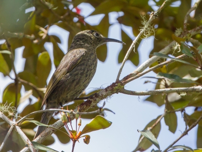 <i class='fa fa-user'></i>&nbsp;Paul van Giersbergen&nbsp;|   Sulawesihoningzuiger&nbsp; <i class='fa fa-eye'>&nbsp;139</i> &nbsp; <i class='fa fa-comment-o'>&nbsp;1</i>