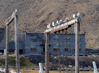 <i class='fa fa-user'></i>&nbsp;guido mwm&nbsp;|   Drieteenmeeuw&nbsp; <i class='fa fa-eye'>&nbsp;205</i> &nbsp; <i class='fa fa-comment-o'>&nbsp;8</i>