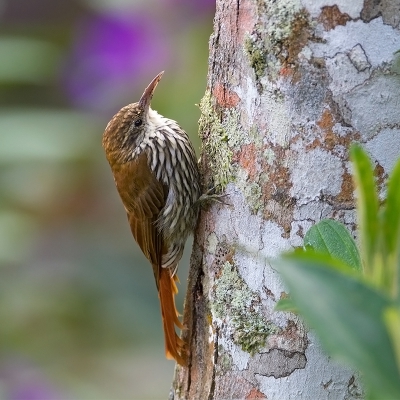 <i class='fa fa-user'></i>&nbsp;charlysax&nbsp;|   Geschubde Muisspecht&nbsp; <i class='fa fa-eye'>&nbsp;243</i> &nbsp;<i class='fa fa-thumbs-up'>&nbsp;5</i> &nbsp; <i class='fa fa-comment-o'>&nbsp;7</i>