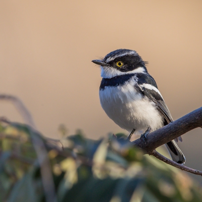 <i class='fa fa-user'></i>&nbsp;Paul van Gorp&nbsp;|   Westelijke Savannevliegenvanger&nbsp; <i class='fa fa-eye'>&nbsp;328</i> &nbsp;<i class='fa fa-thumbs-up'>&nbsp;4</i> &nbsp; <i class='fa fa-comment-o'>&nbsp;7</i>