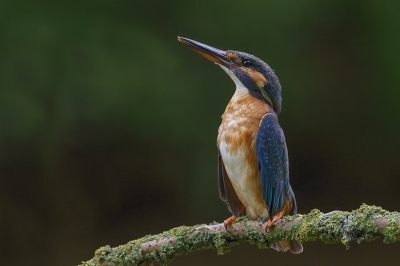 vanuit schuilgelegenheid tussen de struiken.
Lekker `s morgens vroeg voor het werk even langs een IJsvogel, heerlijk toch..
Vond de houding erg mooi met de vleugels wat naar beneden.