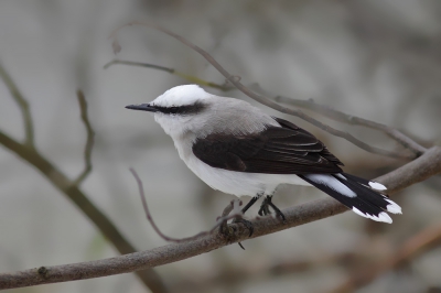 <i class='fa fa-user'></i>&nbsp;Brasil&nbsp;|   Maskerwatertiran&nbsp; <i class='fa fa-eye'>&nbsp;234</i> &nbsp;<i class='fa fa-thumbs-up'>&nbsp;4</i> &nbsp; <i class='fa fa-comment-o'>&nbsp;6</i>