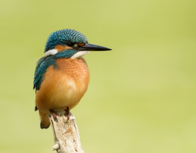 Dit IJsvogeltje ging er maar eens mooi voor zitten, wat zijn het toch een prachtdiertjes dat gaat toch nooit vervelen.