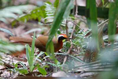 <i class='fa fa-user'></i>&nbsp;Kees de Jager&nbsp;|   Ralbabbelaar&nbsp; <i class='fa fa-eye'>&nbsp;208</i> &nbsp;<i class='fa fa-thumbs-up'>&nbsp;1</i> &nbsp; <i class='fa fa-comment-o'>&nbsp;3</i>