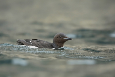 <i class='fa fa-user'></i>&nbsp;Frank Kremer&nbsp;|   Kortbekzeekoet&nbsp; <i class='fa fa-eye'>&nbsp;324</i> &nbsp;<i class='fa fa-thumbs-up'>&nbsp;5</i> &nbsp; <i class='fa fa-comment-o'>&nbsp;4</i>