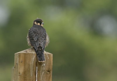 <i class='fa fa-user'></i>&nbsp;Ido&nbsp;|   Boomvalk&nbsp; <i class='fa fa-eye'>&nbsp;388</i> &nbsp; <i class='fa fa-comment-o'>&nbsp;9</i>