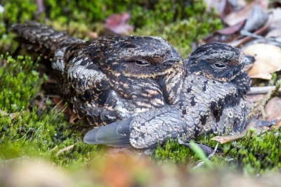 <i class='fa fa-user'></i>&nbsp;Paul van Giersbergen&nbsp;|   Duivelsnachtzwaluw&nbsp; <i class='fa fa-eye'>&nbsp;281</i> &nbsp;<i class='fa fa-thumbs-up'>&nbsp;1</i> &nbsp; <i class='fa fa-comment-o'>&nbsp;6</i>