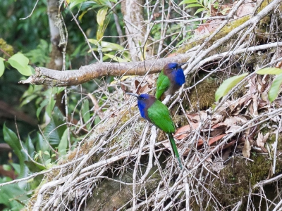 <i class='fa fa-user'></i>&nbsp;Paul van Giersbergen&nbsp;|   Sulawesibijeneter&nbsp; <i class='fa fa-eye'>&nbsp;198</i> &nbsp; <i class='fa fa-comment-o'>&nbsp;2</i>