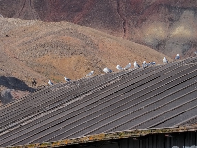 <i class='fa fa-user'></i>&nbsp;guido mwm&nbsp;|   Drieteenmeeuw&nbsp; <i class='fa fa-eye'>&nbsp;250</i> &nbsp; <i class='fa fa-comment-o'>&nbsp;16</i>