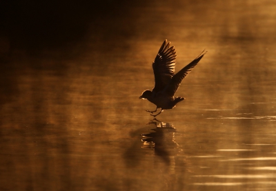 <i class='fa fa-user'></i>&nbsp;thijsglastra&nbsp;|   Witwangstern&nbsp; <i class='fa fa-eye'>&nbsp;472</i> &nbsp;<i class='fa fa-thumbs-up'>&nbsp;3</i> &nbsp; <i class='fa fa-comment-o'>&nbsp;11</i>