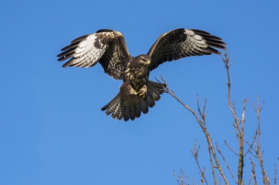 Het feit dat deze buizerd, net boven mij, wilde landen in een boomtopje maakte heel mijn dag goed.
heel de ochtend niet veel kunnen fotograferen, en deze man/vrouw veranderde alles in een halve minuut. :-)