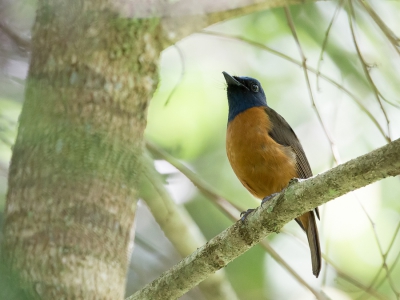 <i class='fa fa-user'></i>&nbsp;Paul van Giersbergen&nbsp;|   Hoevells Niltava&nbsp; <i class='fa fa-eye'>&nbsp;185</i> &nbsp; <i class='fa fa-comment-o'>&nbsp;1</i>