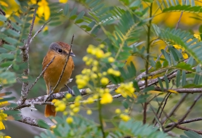 <i class='fa fa-user'></i>&nbsp;charlysax&nbsp;|   Kastanjebekarde&nbsp; <i class='fa fa-eye'>&nbsp;251</i> &nbsp;<i class='fa fa-thumbs-up'>&nbsp;2</i> &nbsp; <i class='fa fa-comment-o'>&nbsp;1</i>