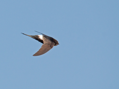 Hierbij dan mijn tweede foto van de Kaffergierzwaluw waarop duidelijk de witte stuit, maar ook nog de gespleten staart is te zien.
https://vogelsportugal.nl