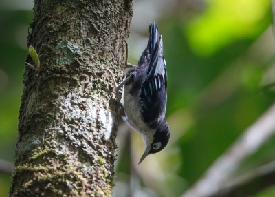 <i class='fa fa-user'></i>&nbsp;Kees de Jager&nbsp;|   Zwartbuikboomklever&nbsp; <i class='fa fa-eye'>&nbsp;241</i> &nbsp;<i class='fa fa-thumbs-up'>&nbsp;2</i> &nbsp; <i class='fa fa-comment-o'>&nbsp;7</i>