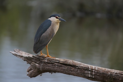 <i class='fa fa-user'></i>&nbsp;thijsglastra&nbsp;|   Kwak&nbsp; <i class='fa fa-eye'>&nbsp;596</i> &nbsp;<i class='fa fa-thumbs-up'>&nbsp;7</i> &nbsp; <i class='fa fa-comment-o'>&nbsp;14</i>