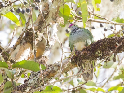 <i class='fa fa-user'></i>&nbsp;Paul van Giersbergen&nbsp;|   Kleine Prachtjufferduif&nbsp; <i class='fa fa-eye'>&nbsp;197</i> &nbsp; <i class='fa fa-comment-o'>&nbsp;1</i>