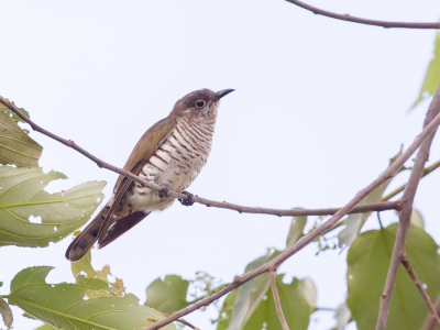 <i class='fa fa-user'></i>&nbsp;Paul van Giersbergen&nbsp;|   Kleine Bronskoekoek&nbsp; <i class='fa fa-eye'>&nbsp;227</i> &nbsp;<i class='fa fa-thumbs-up'>&nbsp;1</i> &nbsp; <i class='fa fa-comment-o'>&nbsp;3</i>