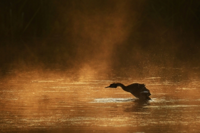 <i class='fa fa-user'></i>&nbsp;Peter Stam&nbsp;|   Fuut&nbsp; <i class='fa fa-eye'>&nbsp;371</i> &nbsp;<i class='fa fa-thumbs-up'>&nbsp;7</i> &nbsp; <i class='fa fa-comment-o'>&nbsp;13</i>