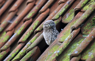 <i class='fa fa-user'></i>&nbsp;ron entius&nbsp;|   Steenuil&nbsp; <i class='fa fa-eye'>&nbsp;347</i> &nbsp;<i class='fa fa-thumbs-up'>&nbsp;2</i> &nbsp; <i class='fa fa-comment-o'>&nbsp;6</i>