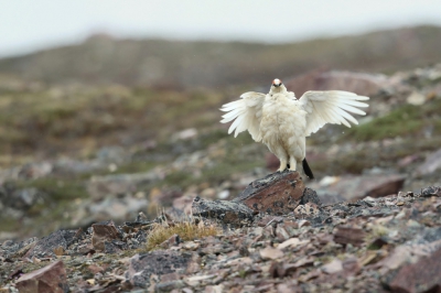 <i class='fa fa-user'></i>&nbsp;Frank Kremer&nbsp;|   Alpensneeuwhoen&nbsp; <i class='fa fa-eye'>&nbsp;408</i> &nbsp;<i class='fa fa-thumbs-up'>&nbsp;4</i> &nbsp; <i class='fa fa-comment-o'>&nbsp;9</i>