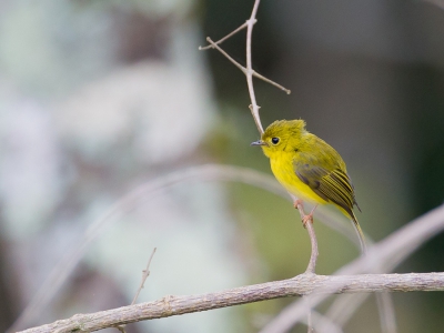 <i class='fa fa-user'></i>&nbsp;Paul van Giersbergen&nbsp;|   Kanarievliegenvanger&nbsp; <i class='fa fa-eye'>&nbsp;178</i> &nbsp; <i class='fa fa-comment-o'>&nbsp;3</i>