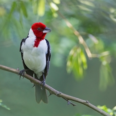 <i class='fa fa-user'></i>&nbsp;charlysax&nbsp;|   Dominicanerkardinaal&nbsp; <i class='fa fa-eye'>&nbsp;295</i> &nbsp;<i class='fa fa-thumbs-up'>&nbsp;8</i> &nbsp; <i class='fa fa-comment-o'>&nbsp;9</i>