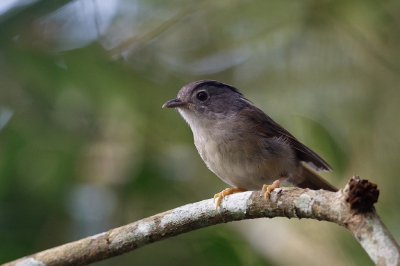 <i class='fa fa-user'></i>&nbsp;Kees de Jager&nbsp;|   Maleise Nontimalia&nbsp; <i class='fa fa-eye'>&nbsp;158</i> &nbsp;<i class='fa fa-thumbs-up'>&nbsp;1</i> &nbsp; <i class='fa fa-comment-o'>&nbsp;3</i>