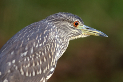 Nog een plaatje van de kwak in Marakissa. Het oog was helqaas een beetje onscherp. Alleen de snavel was 100% scherp. Ik denk dat ik op de snavel had gefocust en dat de scherptediepte heel erg klein was door de korte afstand. (klopt toch? als je verder focust neemt de scherptediepte toch toe?). Ik heb het oog verscherpt met Focus Magic, ging uitstekend.

Canon 10d en 400/5.6L