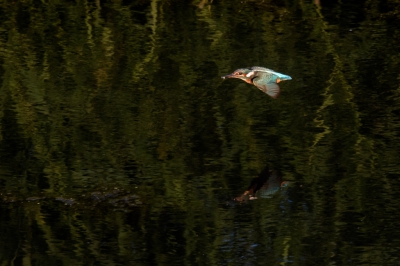 <i class='fa fa-user'></i>&nbsp;jwchess&nbsp;|   IJsvogel&nbsp; <i class='fa fa-eye'>&nbsp;334</i> &nbsp;<i class='fa fa-thumbs-up'>&nbsp;3</i> &nbsp; <i class='fa fa-comment-o'>&nbsp;5</i>