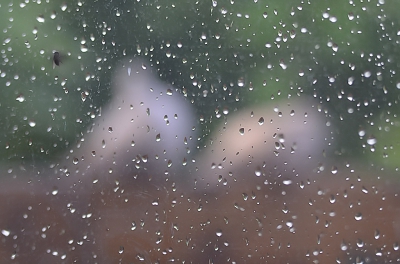 <i class='fa fa-user'></i>&nbsp;RTL&nbsp;|   Turkse Tortel&nbsp; <i class='fa fa-eye'>&nbsp;476</i> &nbsp;<i class='fa fa-thumbs-up'>&nbsp;9</i> &nbsp; <i class='fa fa-comment-o'>&nbsp;15</i>