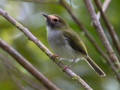 <i class='fa fa-user'></i>&nbsp;David Spelt&nbsp;|   Zwartkeeltodietiran&nbsp; <i class='fa fa-eye'>&nbsp;217</i> &nbsp;<i class='fa fa-thumbs-up'>&nbsp;1</i> &nbsp; <i class='fa fa-comment-o'>&nbsp;4</i>